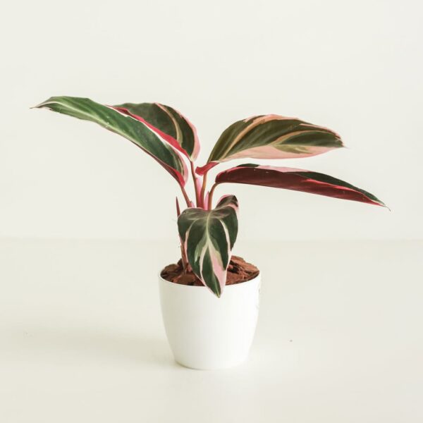 Phoenix roebellini - L - Plantas Faitful