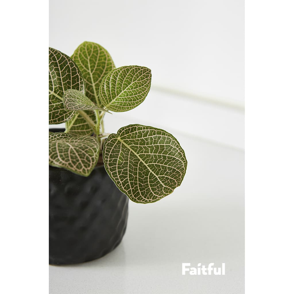 Faitful Viveros Plantas Interior Fittonia M12 1 - Faitful viveros