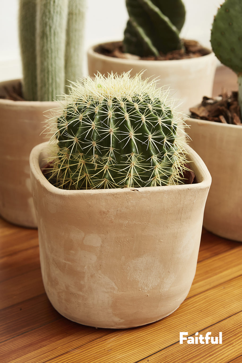 Faitful Viveros Plantas Exterior Cactus Grusonii - Faitful viveros