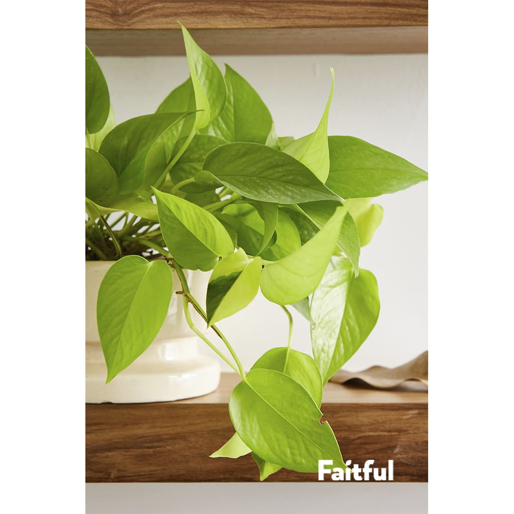 Faitful Viveros Plantas Interior Potus Lemon Detalle 1 - Faitful viveros