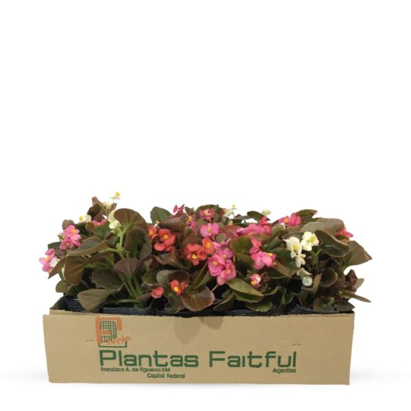 Exterior archivos - Plantas Faitful