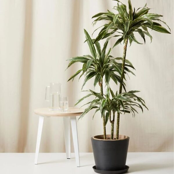 Dracaena Massangeana - M - Plantas Faitful