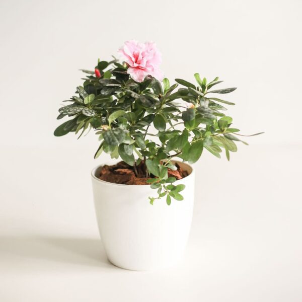 Begonia flor de azúcar - S - 4 unidades - Plantas Faitful