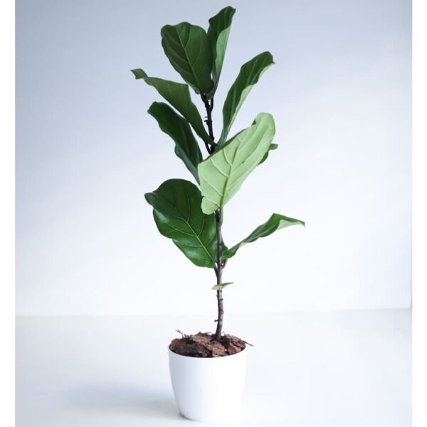 Ficus benjamina L - Plantas Faitful
