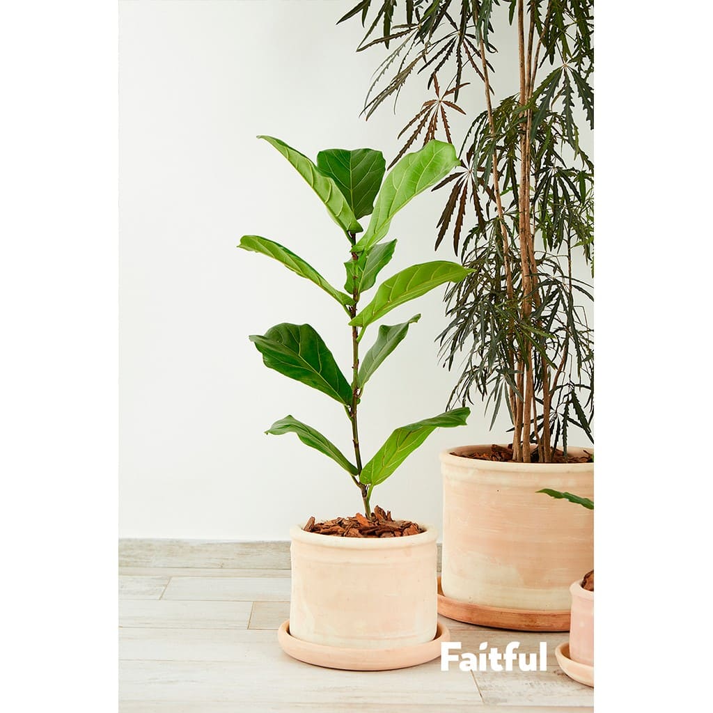 Faitful Viveros Plantas Combos Interior Ficus Pandurata Maceta Barro Colonial Cilindro Con Aro - Faitful viveros