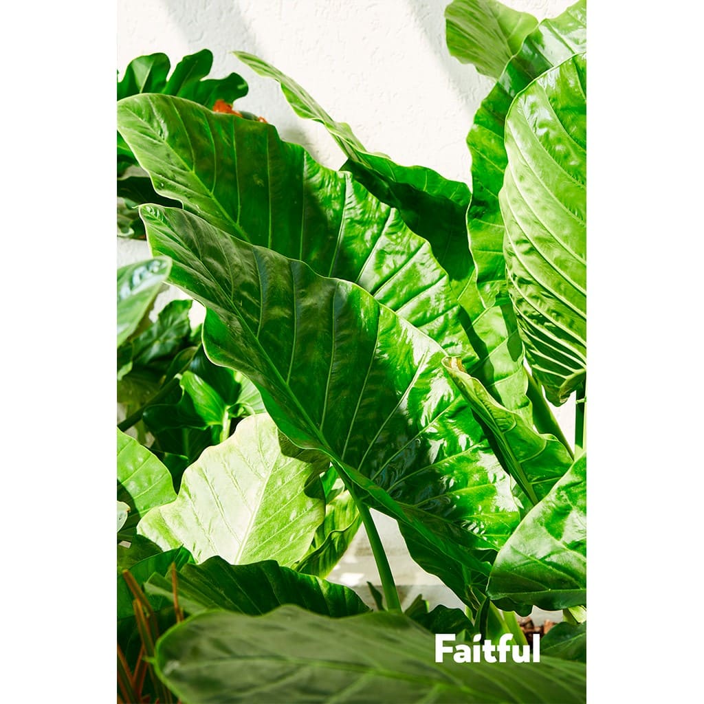 Faitful Viveros Plantas Interior Alocasia Follaje - Plantas Faitful
