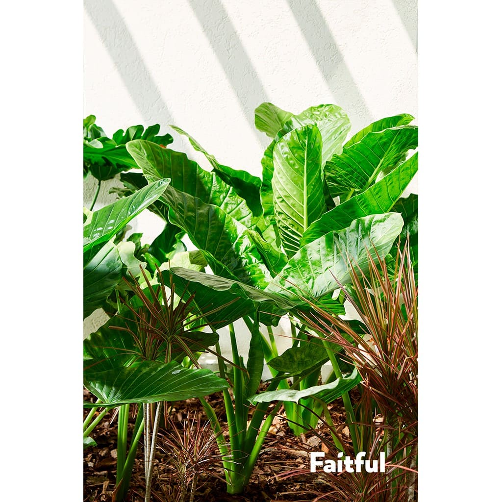 Faitful Viveros Plantas Interior Alocasia - Plantas Faitful