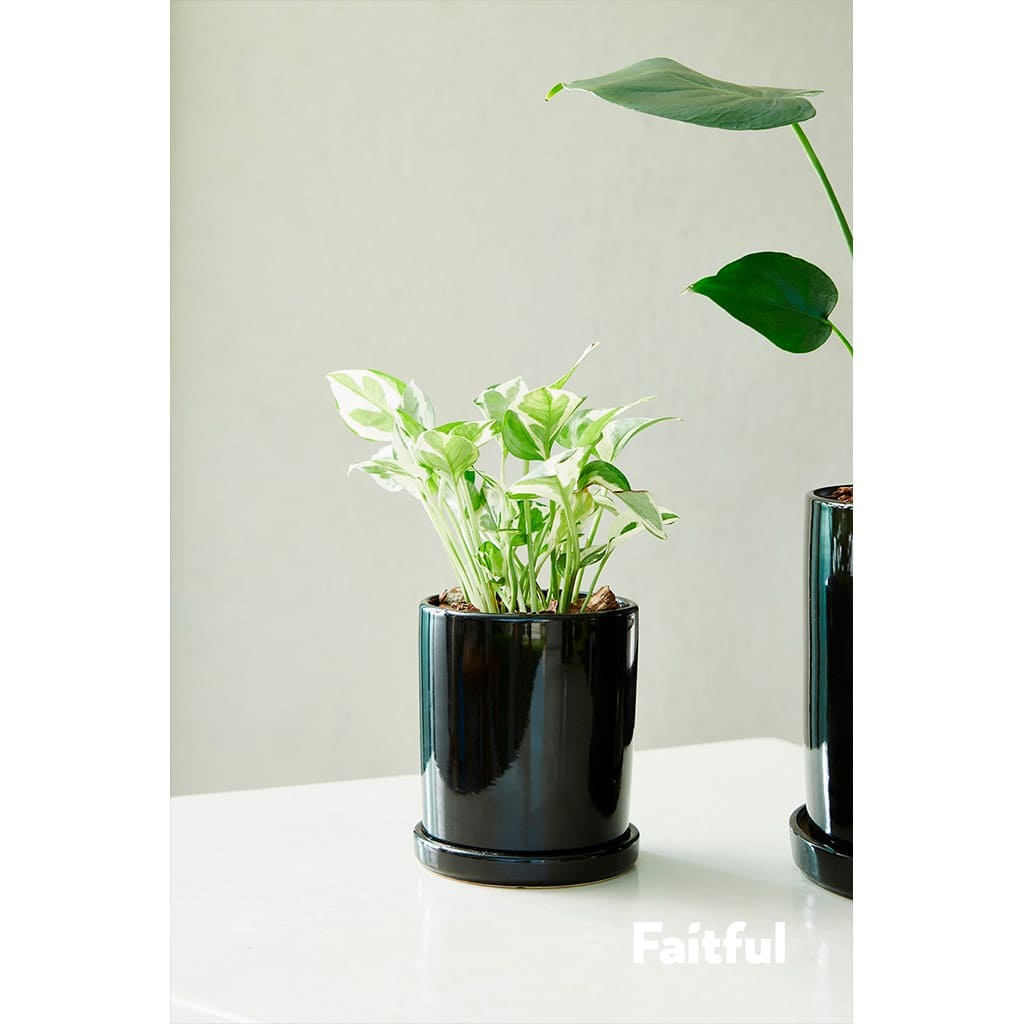 Faitful Viveros Plantas Interior Potus Joy M12 - Plantas Faitful