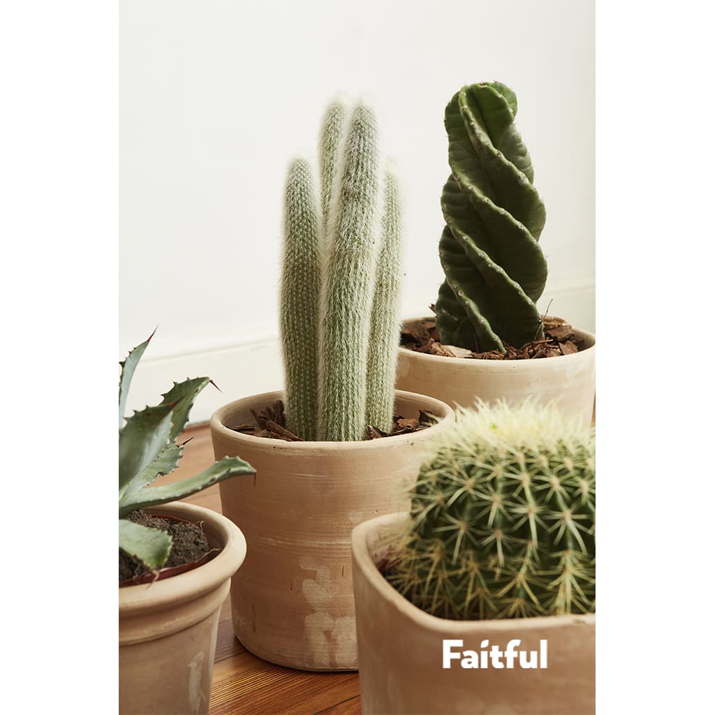 Faitful Viveros Plantas Exterior Cactus Detalle 1 1 - Faitful viveros
