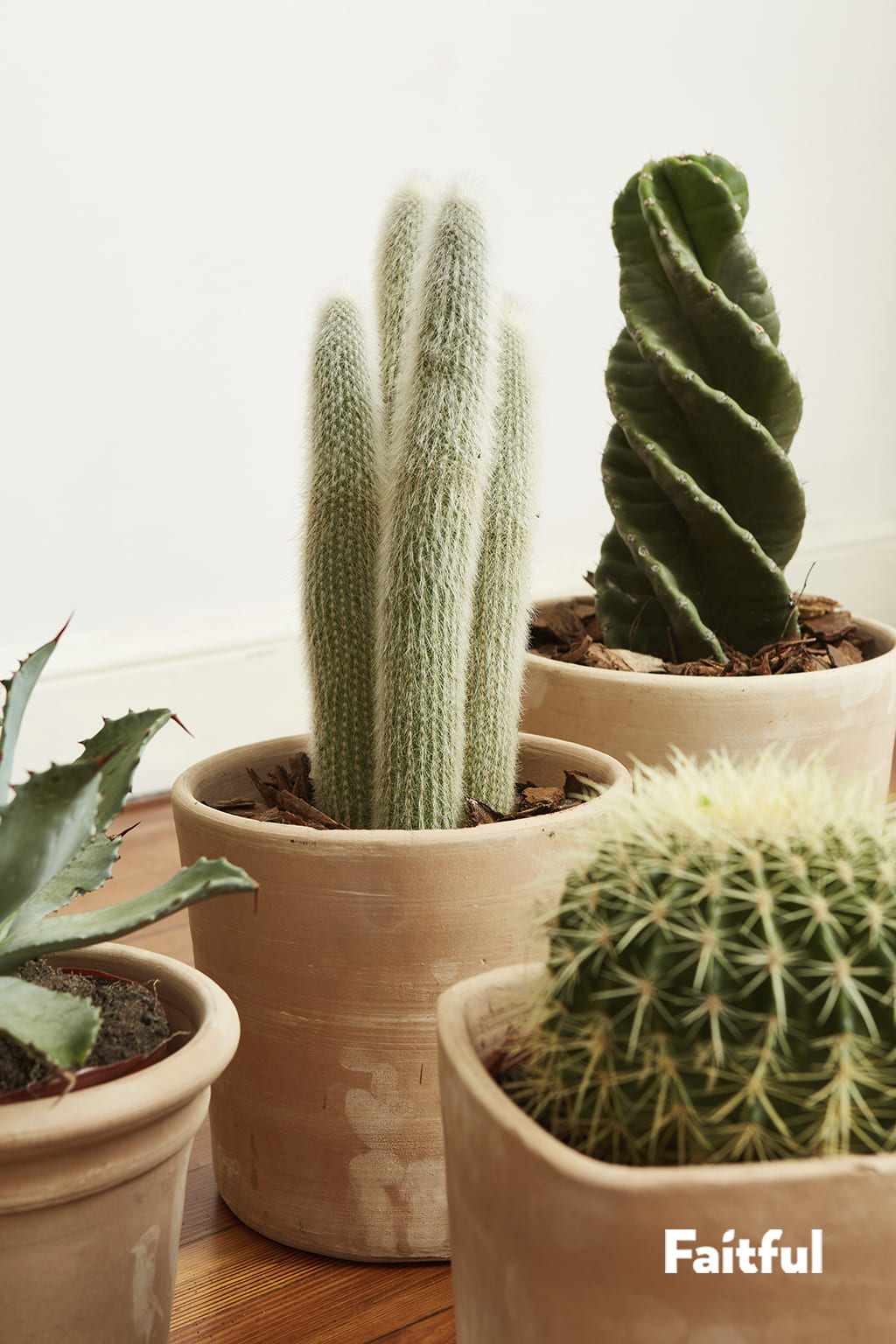Faitful Viveros Plantas Exterior Cactus Detalle 1 2 - Faitful viveros