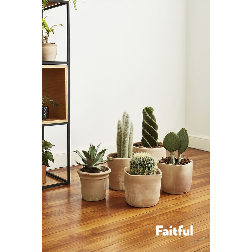 Faitful Viveros Plantas Exterior Cactus Detalle 1 - Faitful viveros