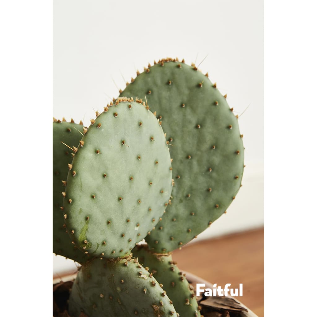 Faitful Viveros Plantas Exterior Cactus Grusonii Detalle 1 - Faitful viveros