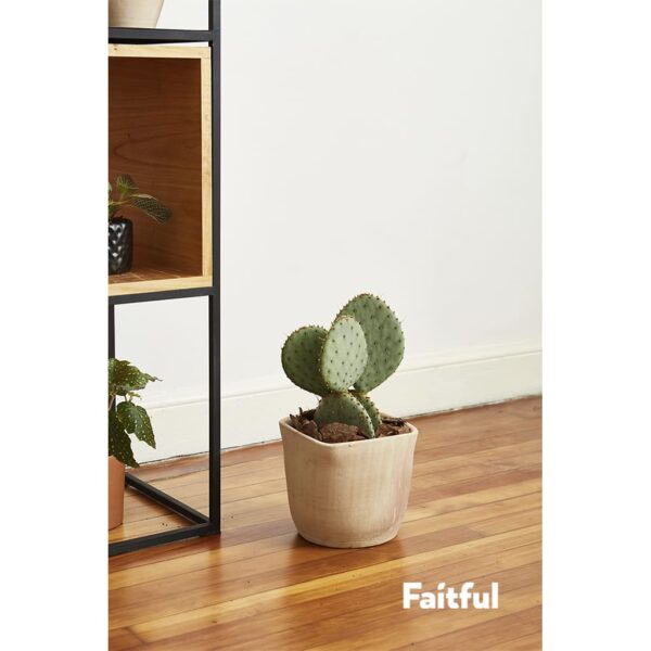 Faitful Viveros Plantas Exterior Cactus Opuntia 1 1 - Faitful viveros
