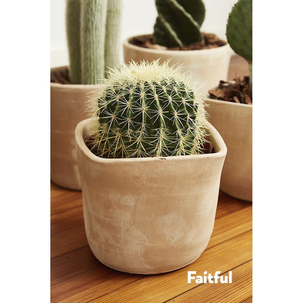 Faitful Viveros Plantas Exterior Cactus Opuntia 1 - Faitful viveros