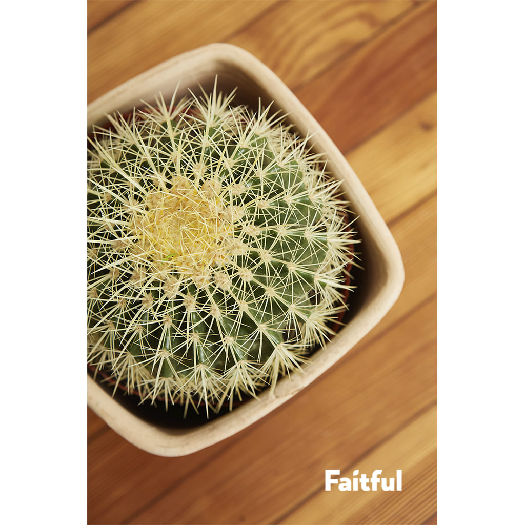 Faitful Viveros Plantas Exterior Cactus Opuntia Detalle 1 - Faitful viveros