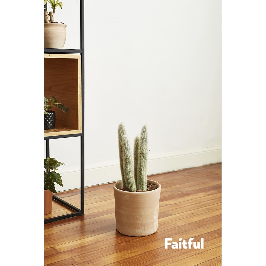 Faitful Viveros Plantas Exterior Cactus Strausii 1 - Faitful viveros