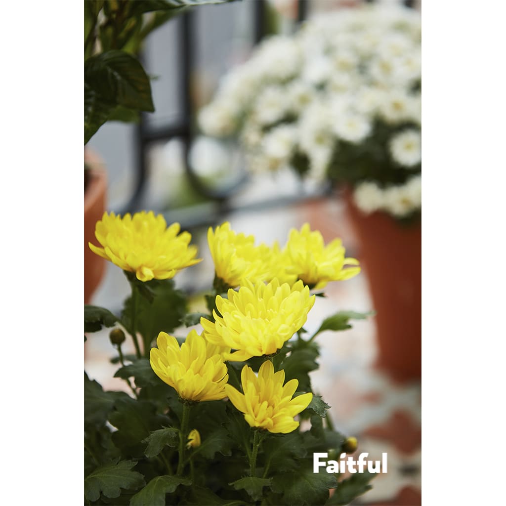 Faitful Viveros Plantas Exterior Crisantemo Detalle 1 1 - Faitful viveros
