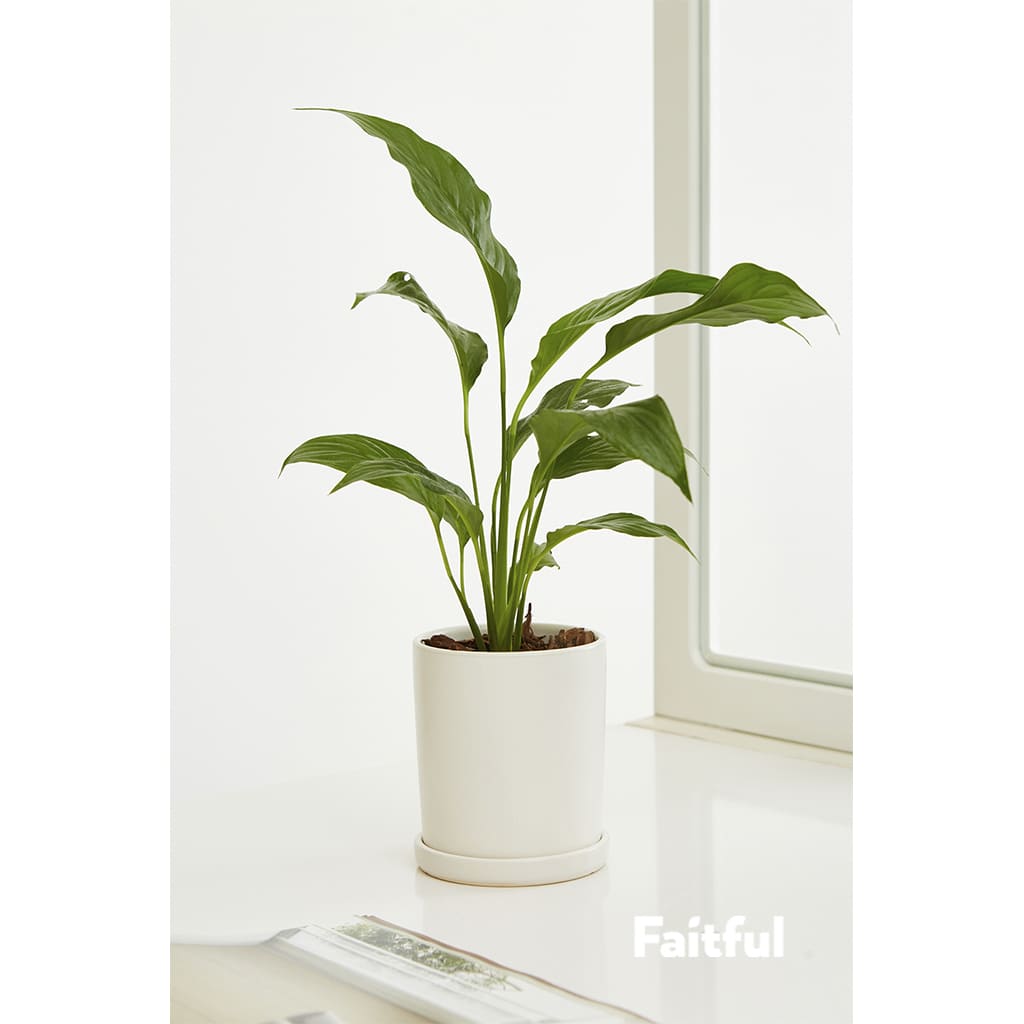 Faitful Viveros Plantas Interior Spathyphillum M11 1 - Faitful viveros