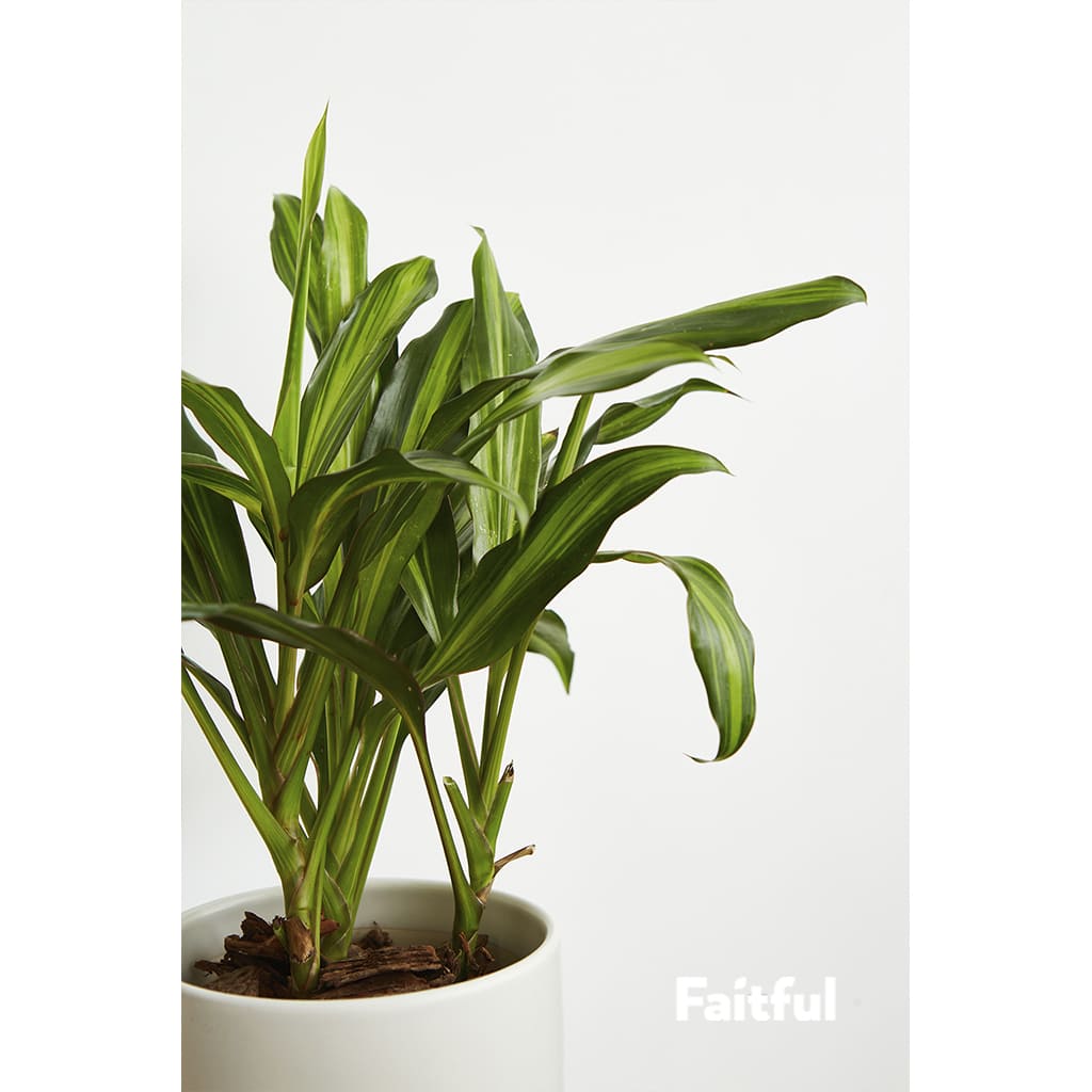 Faitful viveros plantas interior kiwi cordyline Detalle copia 1 - Faitful viveros